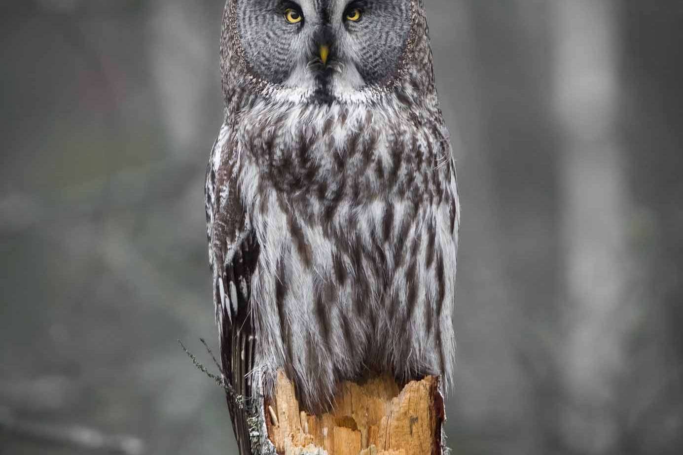 © Karl Evesund. Sveriges Unga Naturfotografer.