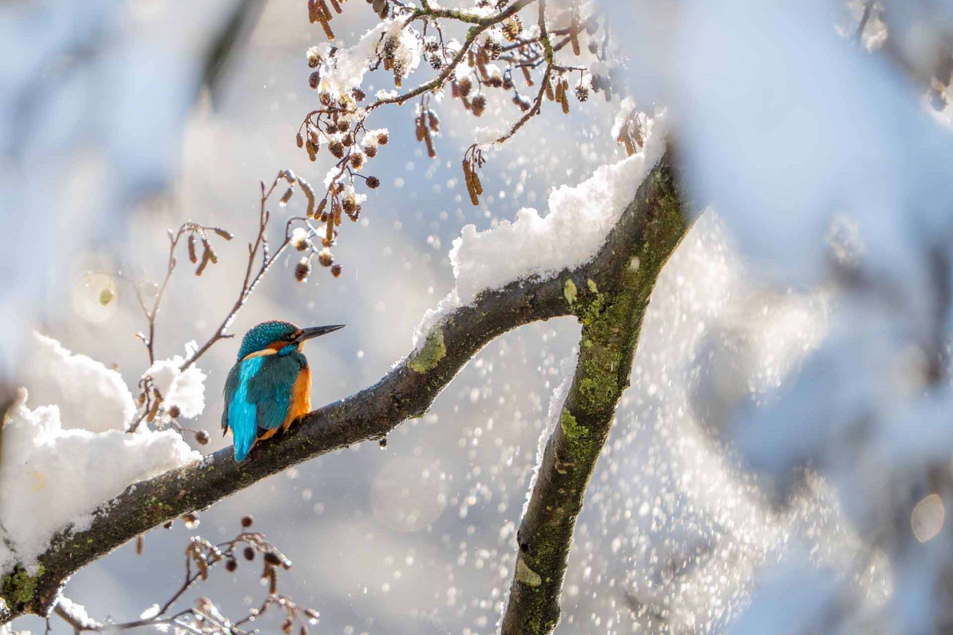 © Matilda Modig. Sveriges Unga Naturfotografer.