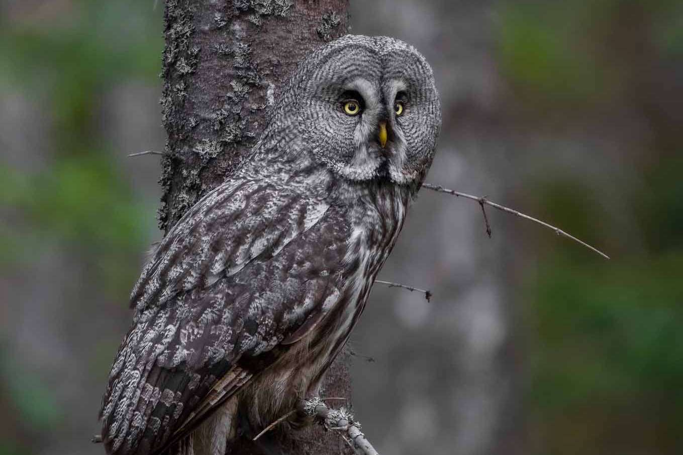 © Karl Evesund. Sveriges Unga Naturfotografer.
