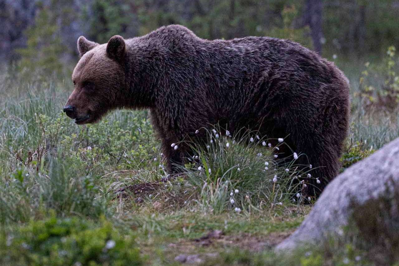 © Karl Evesund. Sveriges Unga Naturfotografer.