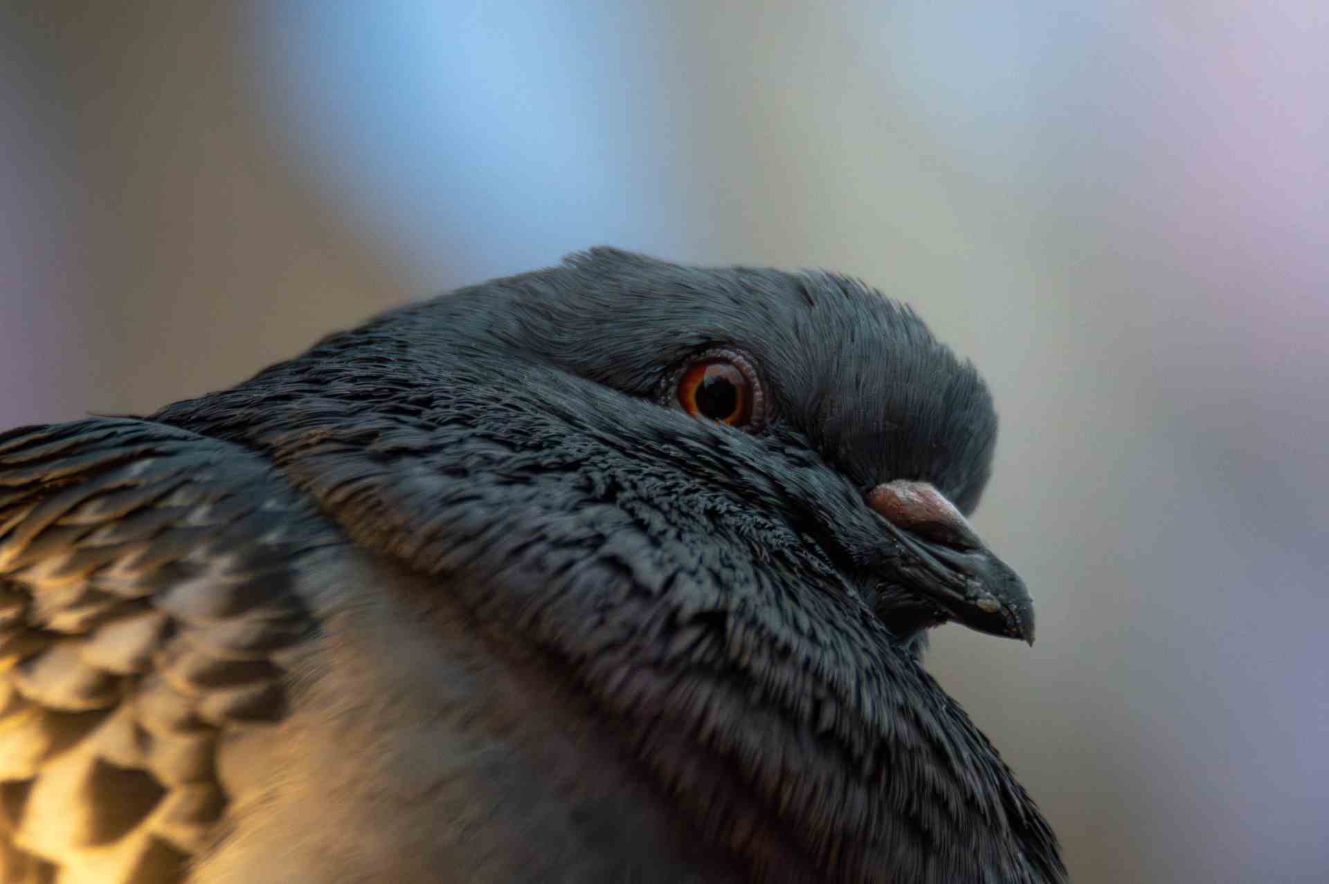 © Vivian Rahmqvist. Sveriges Unga Naturfotografer.