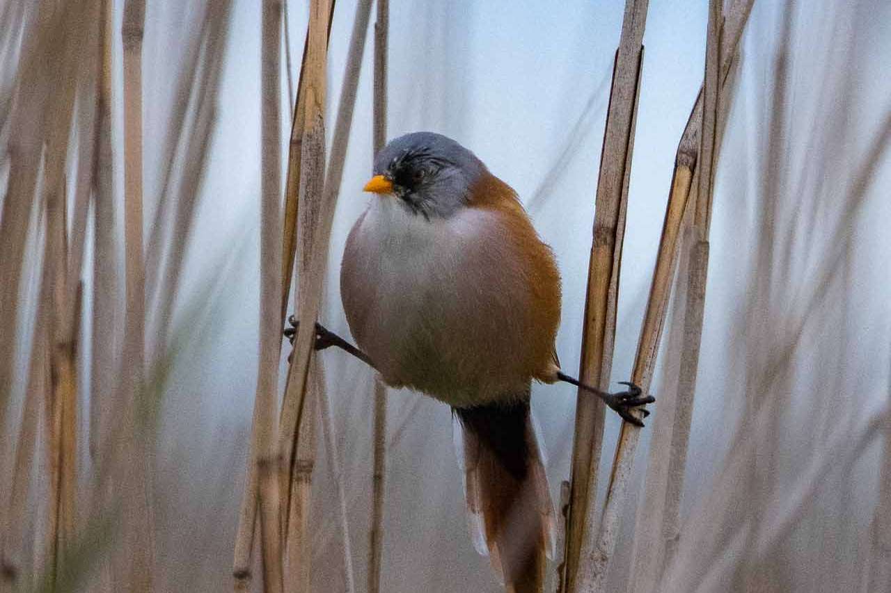 © Gustav Franklin. Sveriges Unga Naturfotografer.