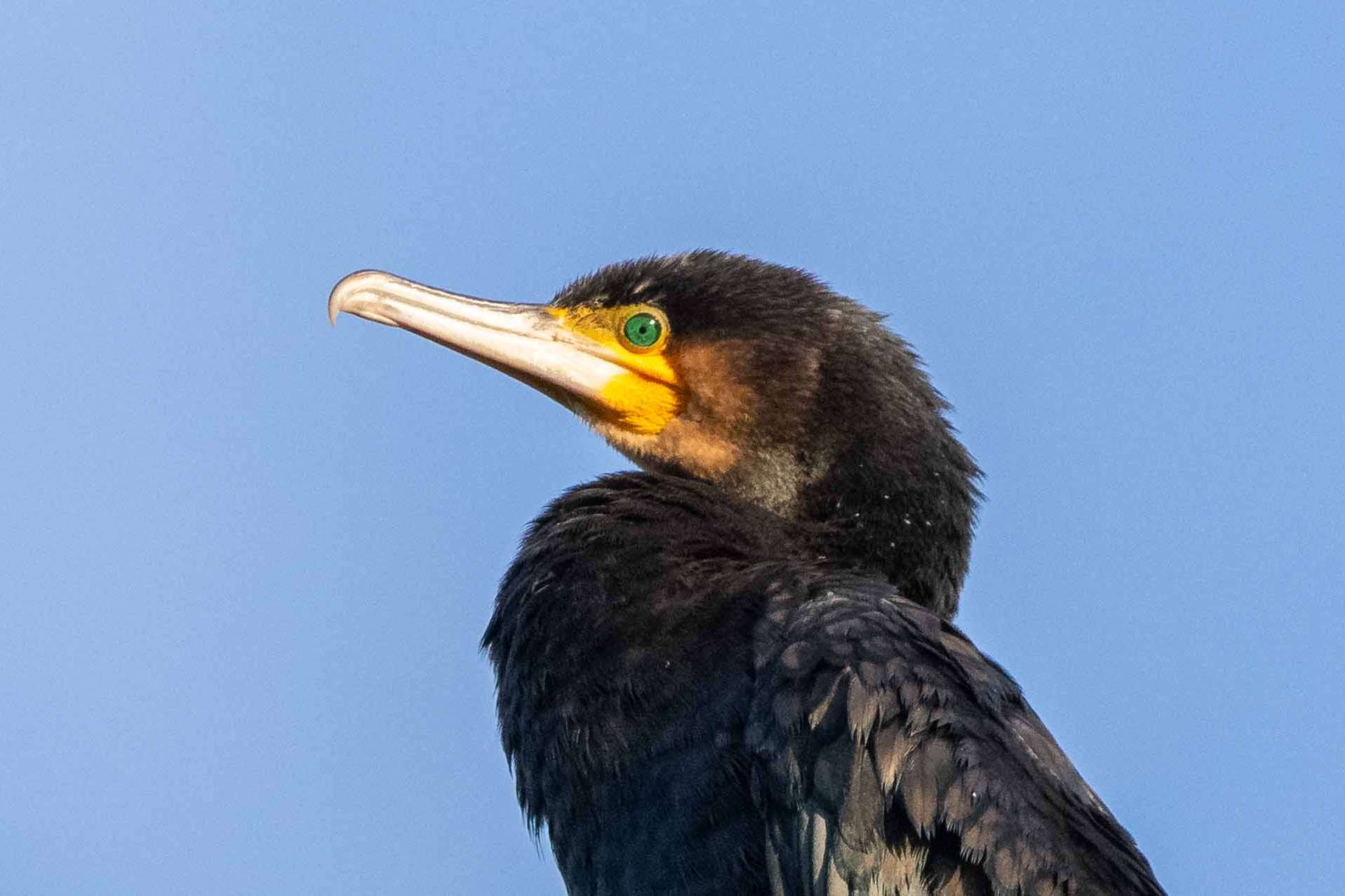 © Gustav Franklin. Sveriges Unga Naturfotografer.