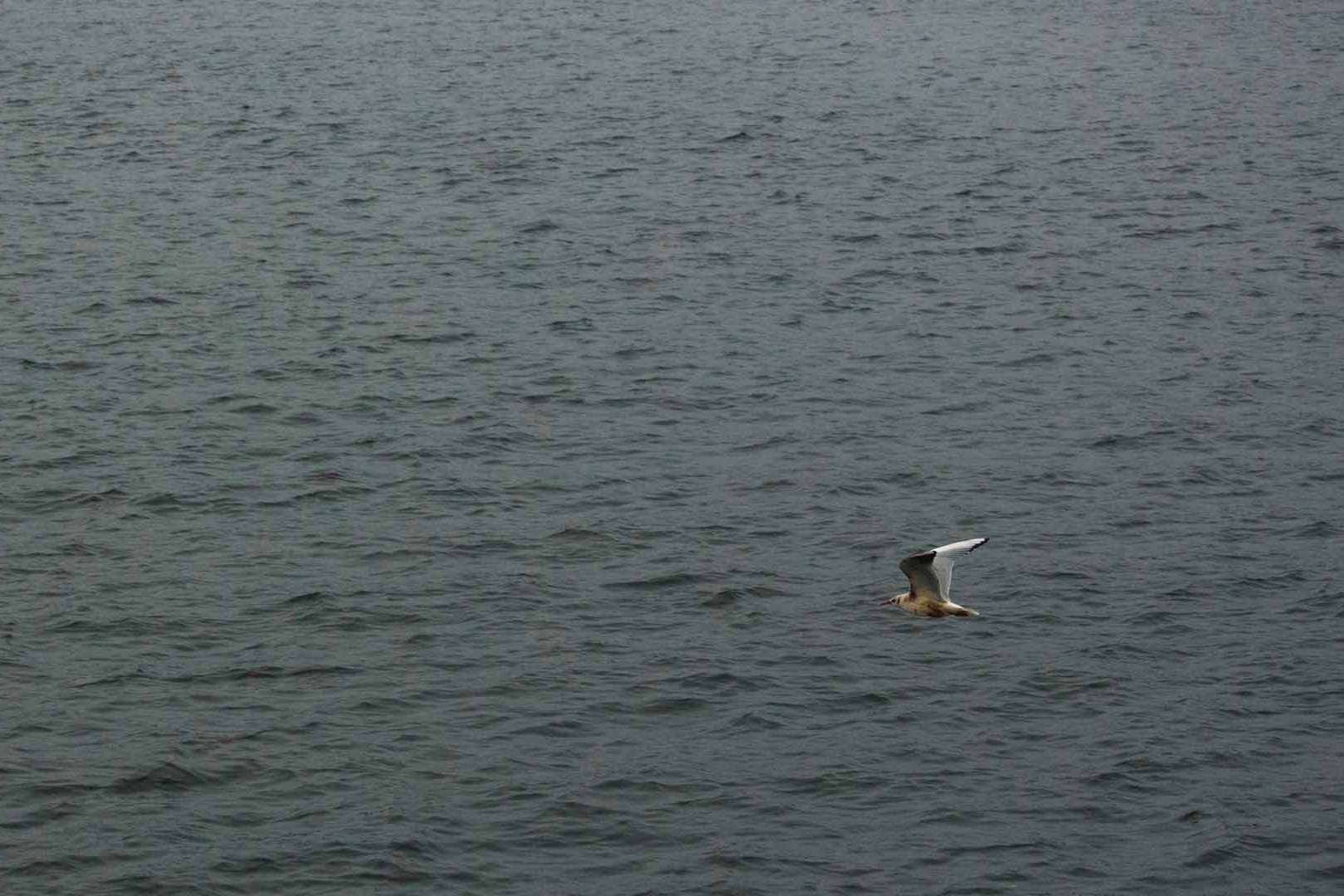 © Rasmus Björk. Sveriges Unga Naturfotografer.