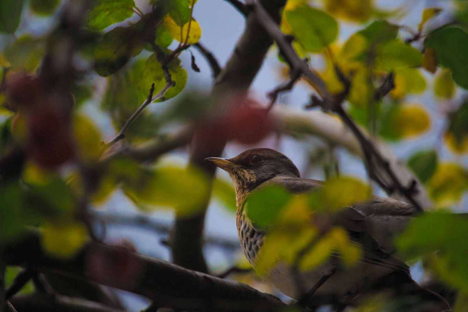 © Rasmus Björk. Sveriges Unga Naturfotografer.