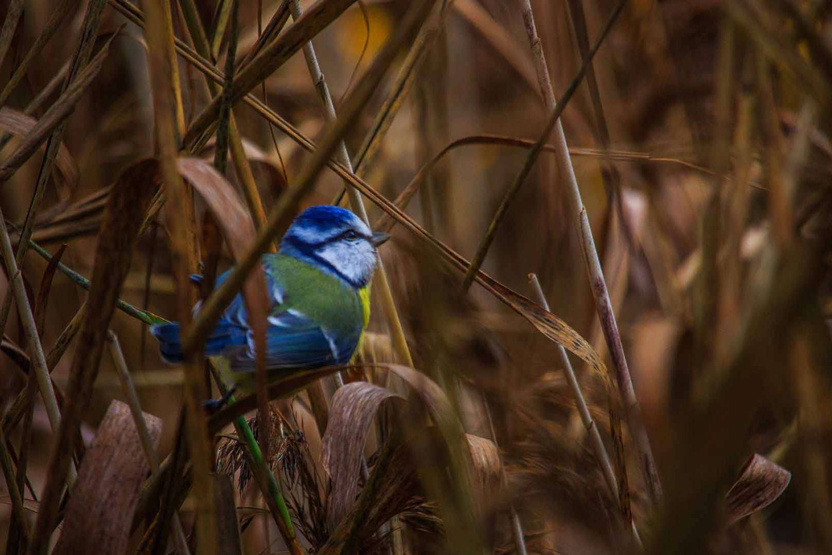 © Rasmus Björk. Sveriges Unga Naturfotografer.
