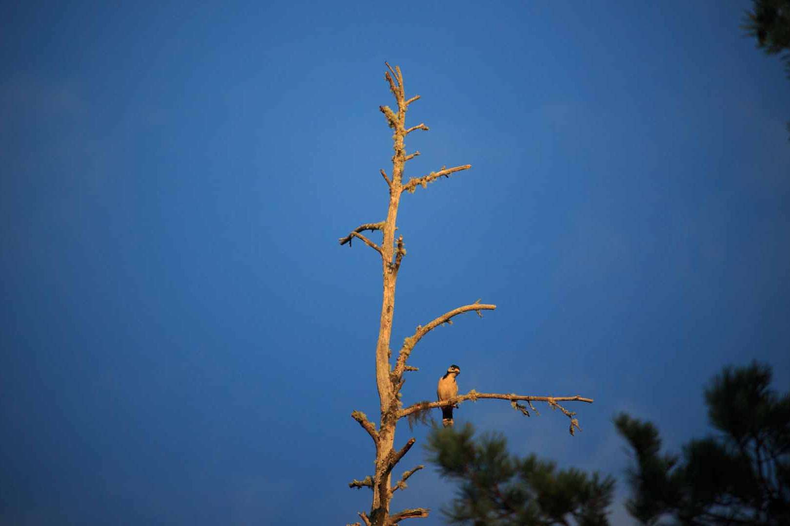 © Rasmus Björk. Sveriges Unga Naturfotografer.