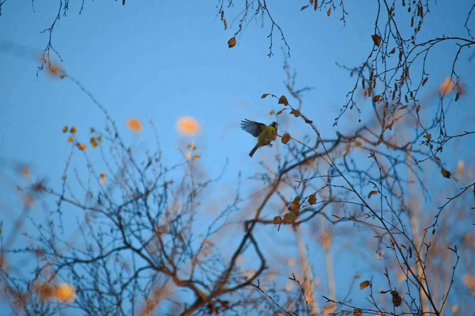 © Rasmus Björk. Sveriges Unga Naturfotografer.