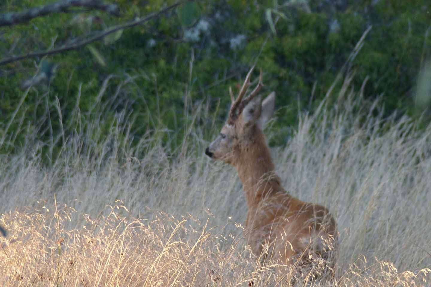 © Angelina Reynold. Sveriges Unga Naturfotografer.