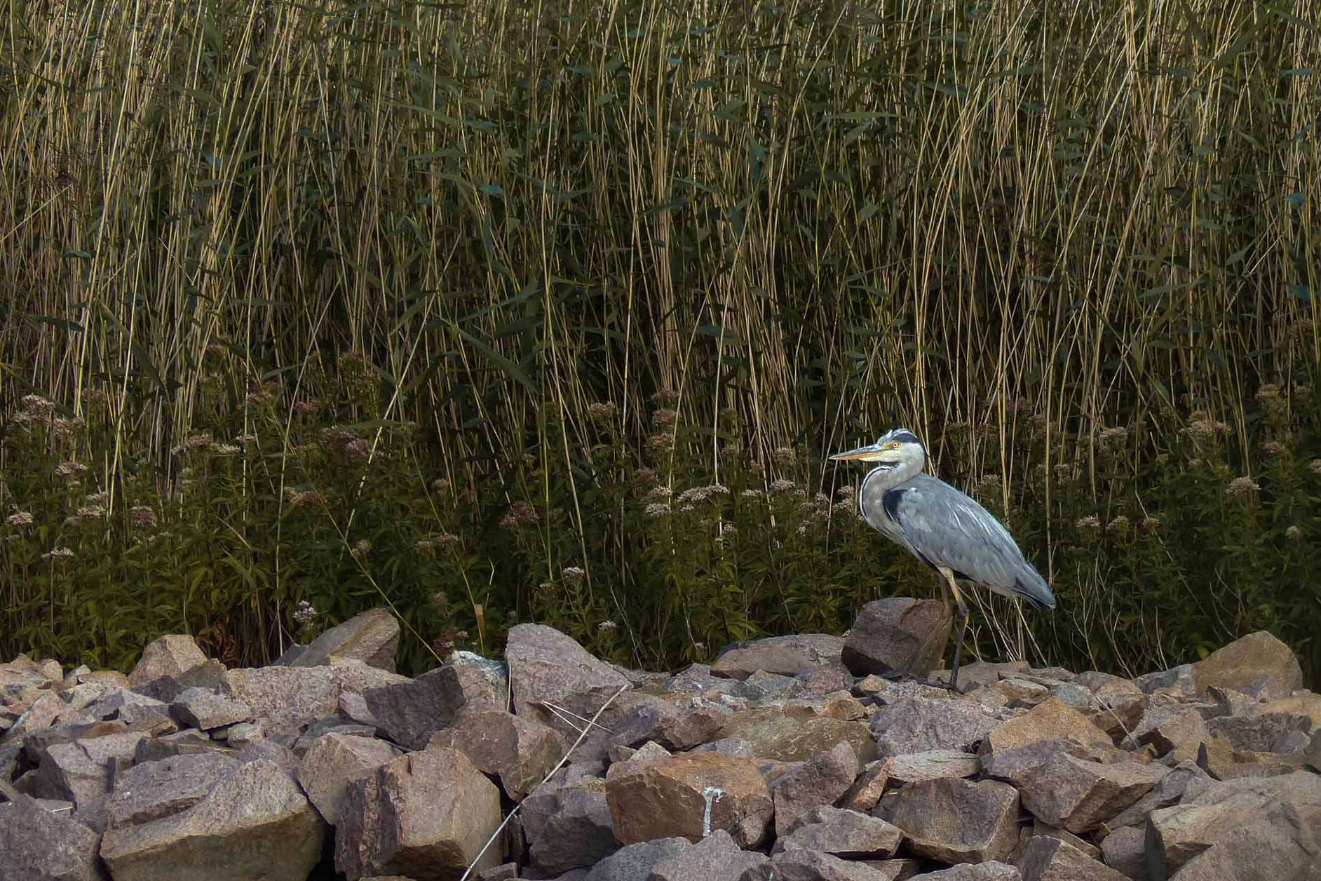 © Angelina Reynold. Sveriges Unga Naturfotografer.