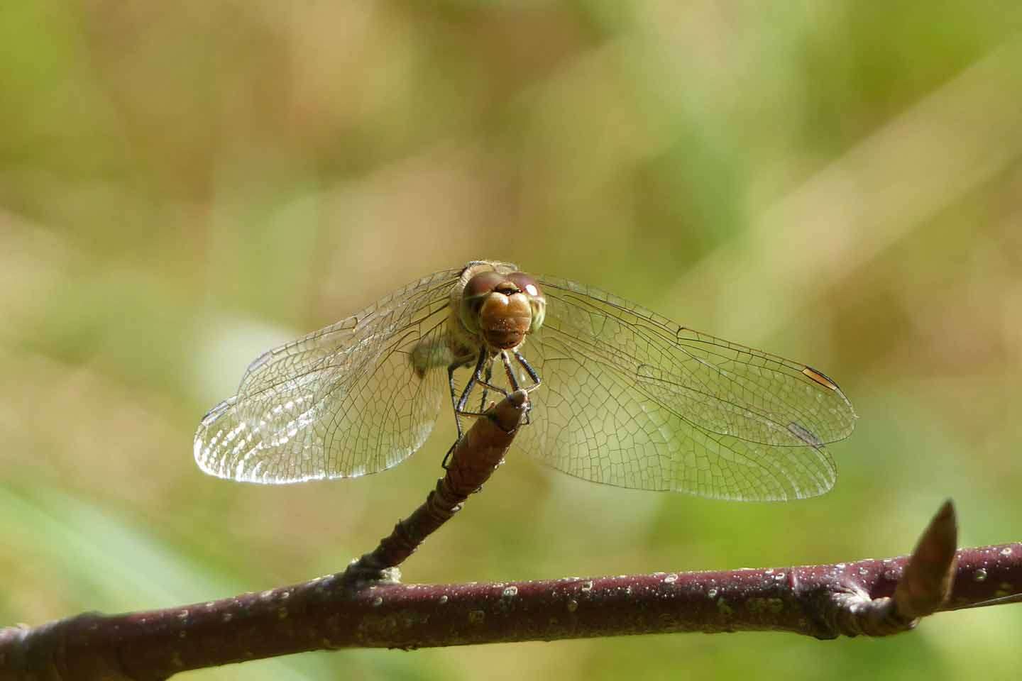 © Angelina Reynold. Sveriges Unga Naturfotografer.