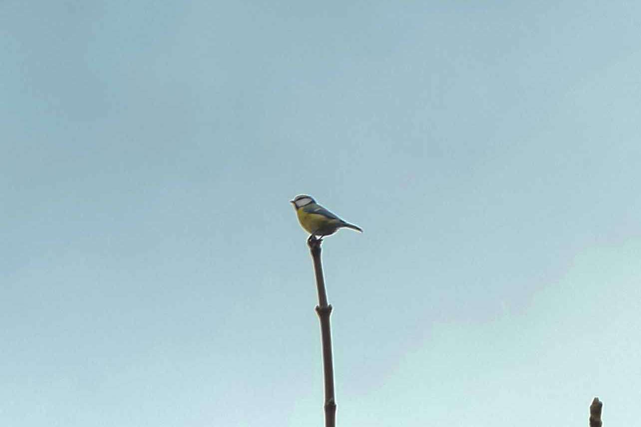 © Angelina Reynold. Sveriges Unga Naturfotografer.