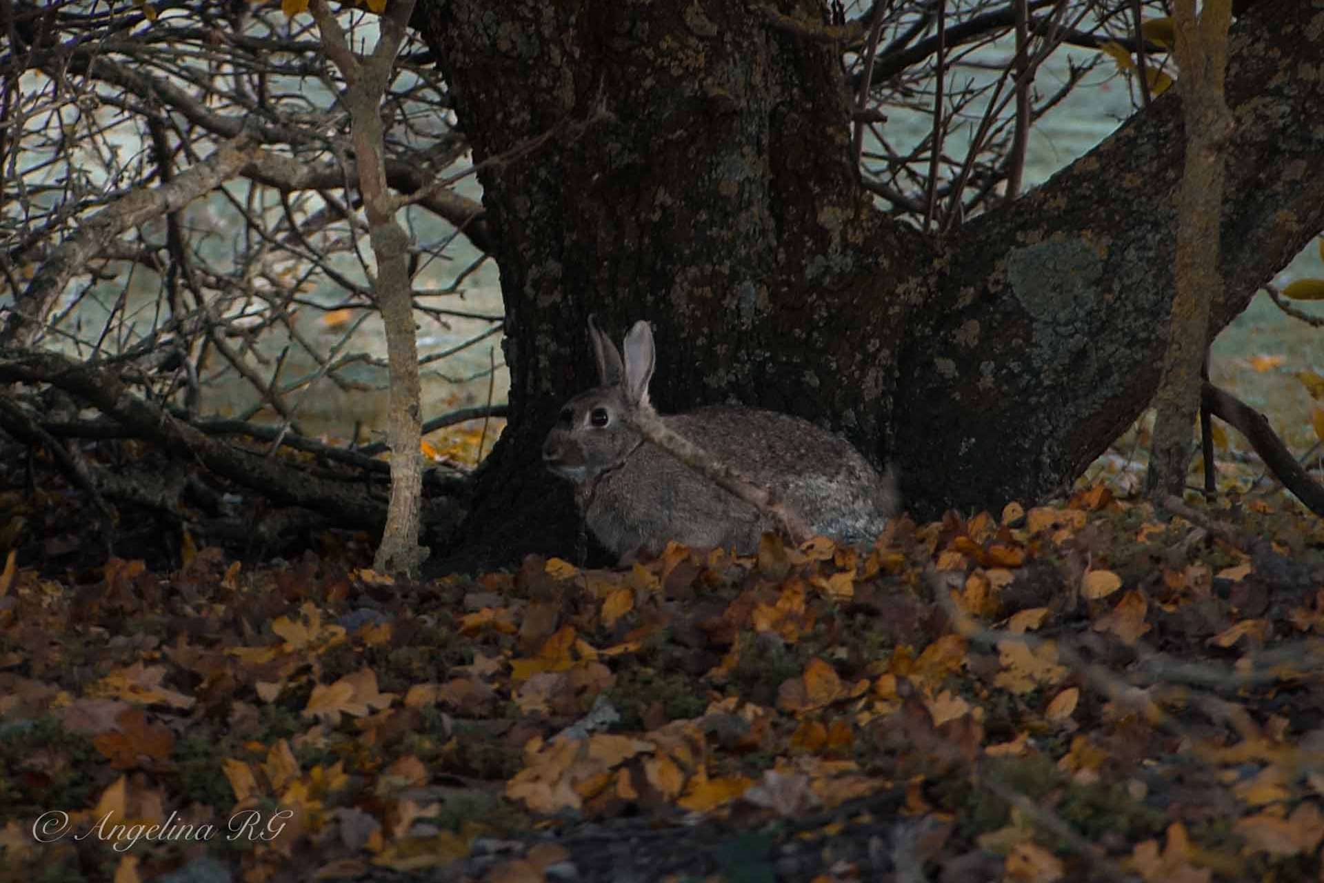 © Angelina Reynold. Sveriges Unga Naturfotografer.