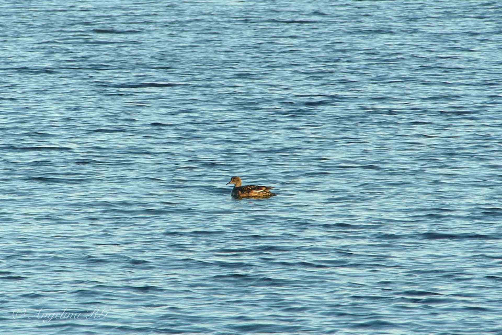 © Angelina Reynold. Sveriges Unga Naturfotografer.