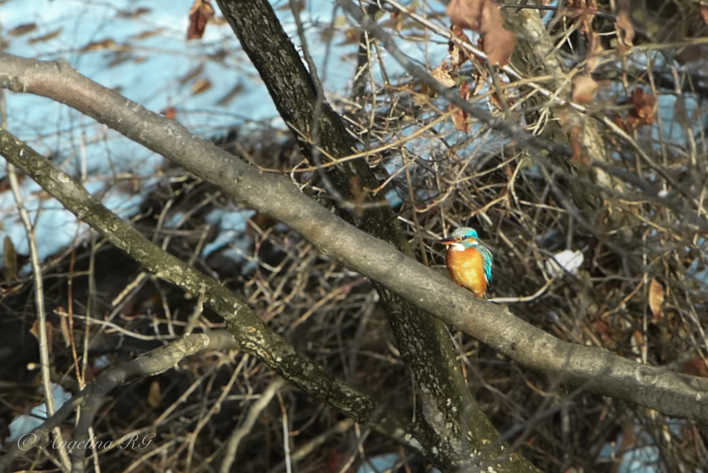 © Angelina Reynold. Sveriges Unga Naturfotografer.