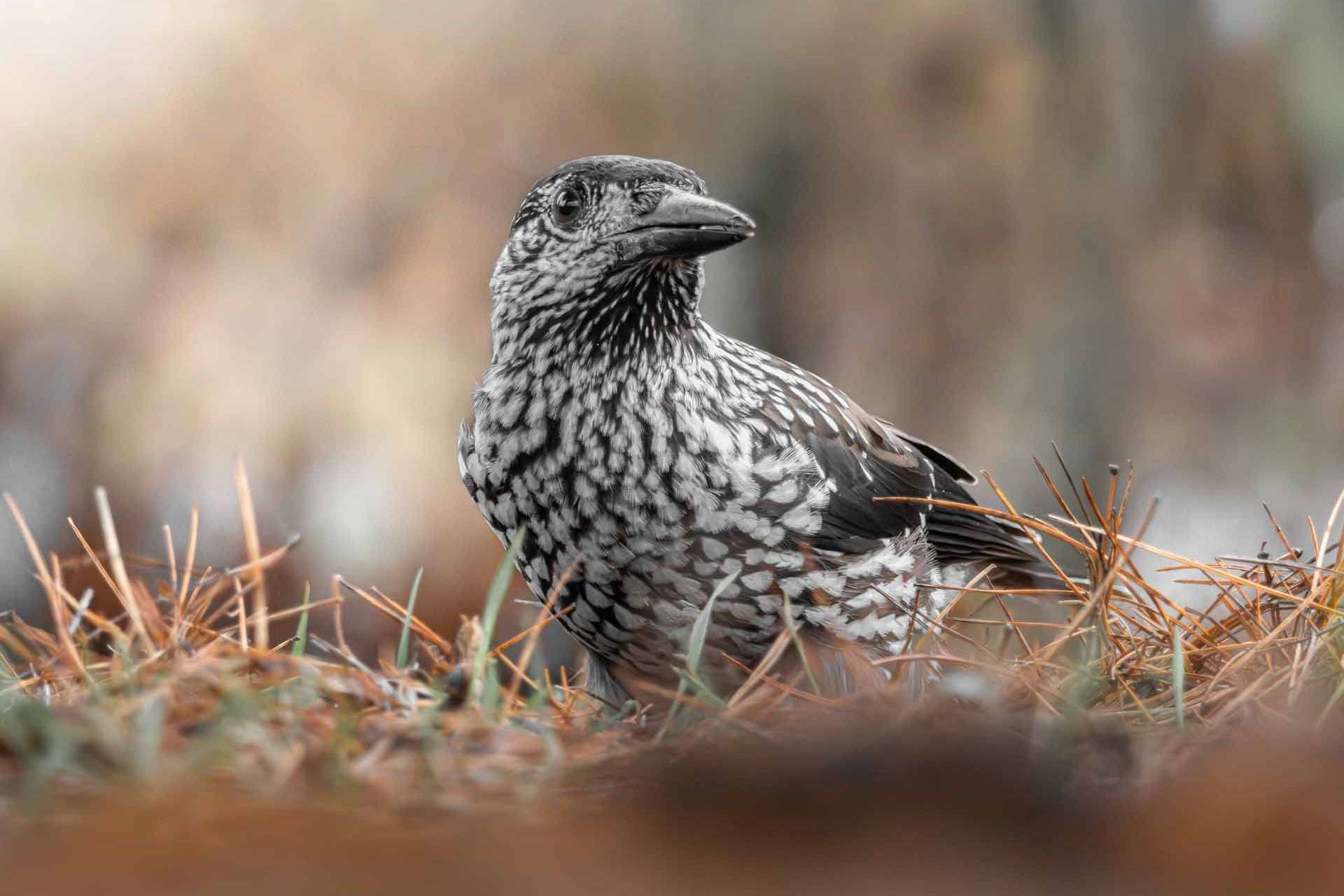 © Liam Gustafsson. Sveriges Unga Naturfotografer.