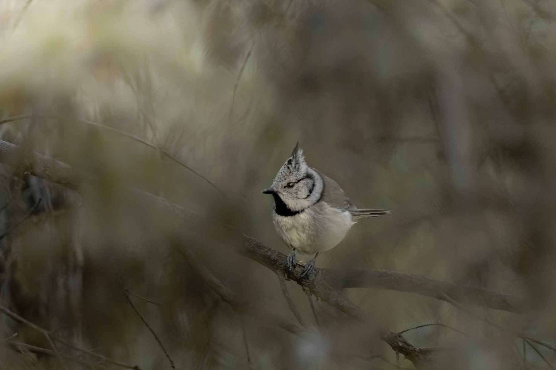 © Liam Gustafsson. Sveriges Unga Naturfotografer.