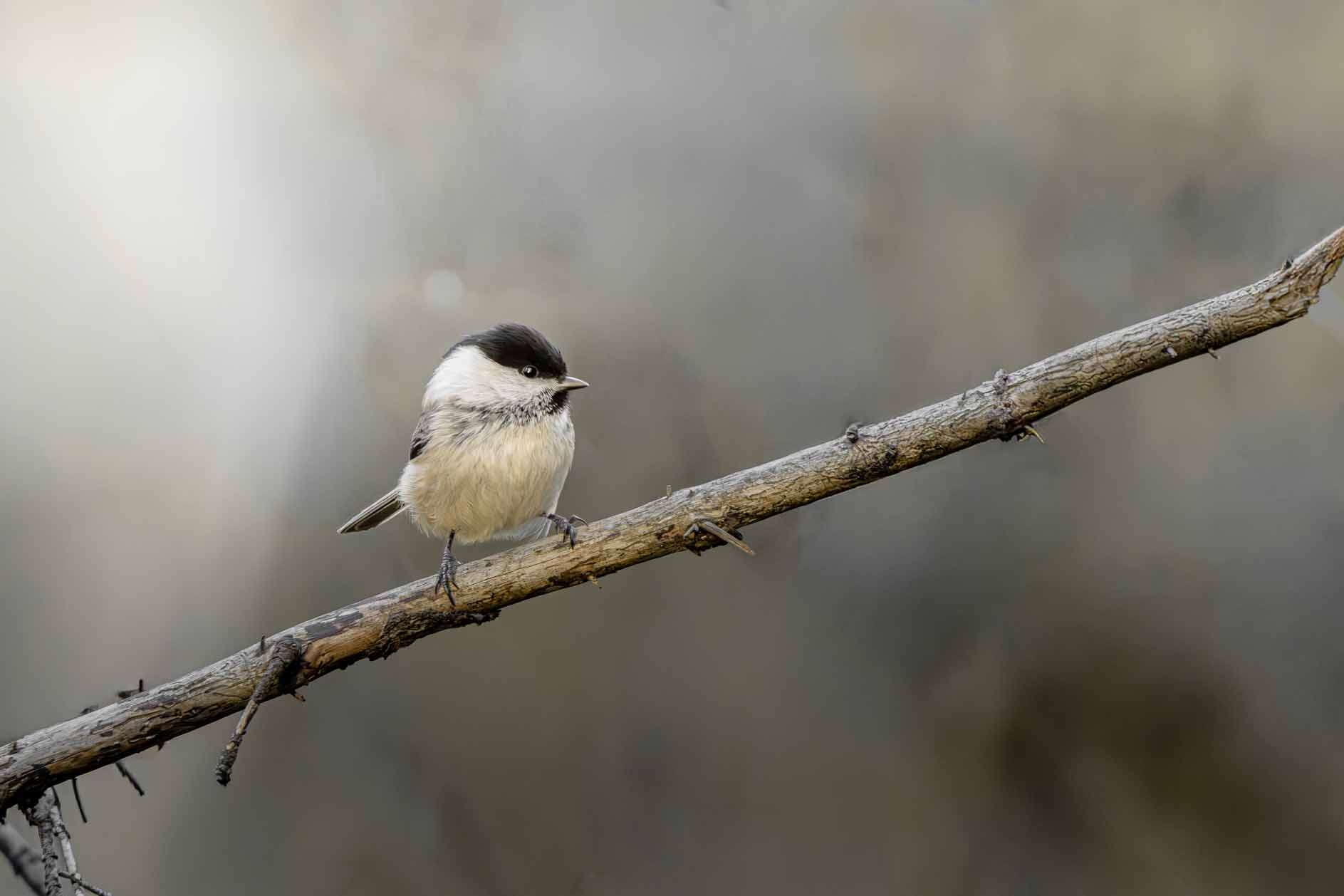 © Liam Gustafsson. Sveriges Unga Naturfotografer.