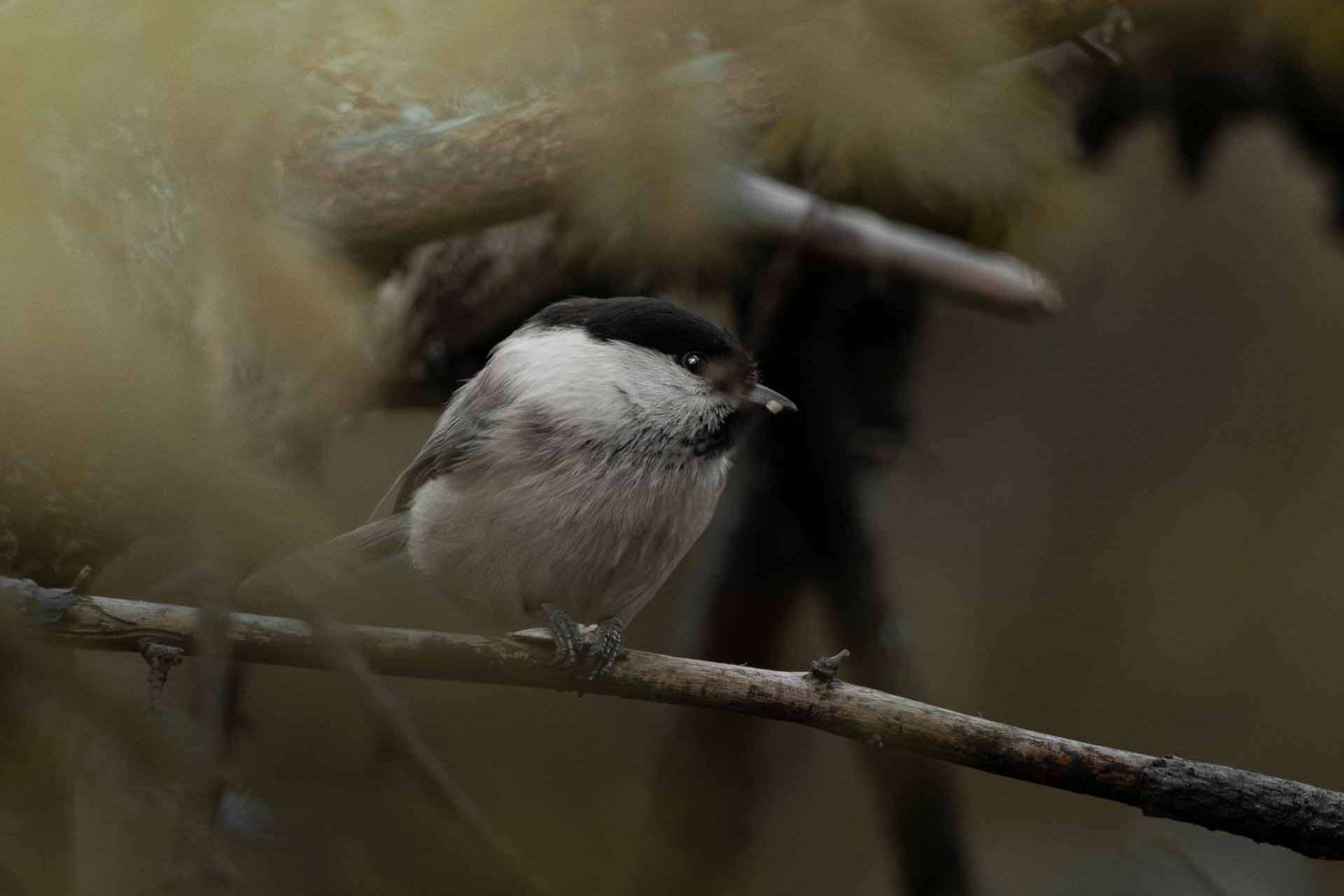 © Liam Gustafsson. Sveriges Unga Naturfotografer.
