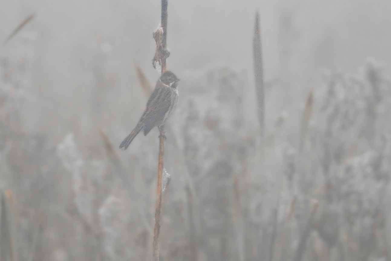 © Liam Gustafsson. Sveriges Unga Naturfotografer.
