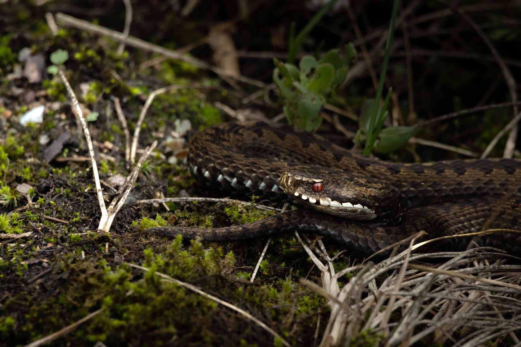 © Liam Gustafsson. Sveriges Unga Naturfotografer.