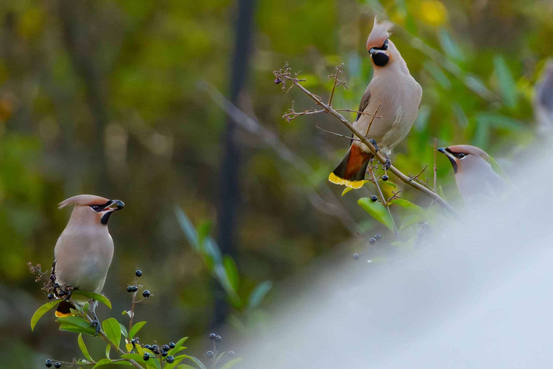© Liam Gustafsson. Sveriges Unga Naturfotografer.