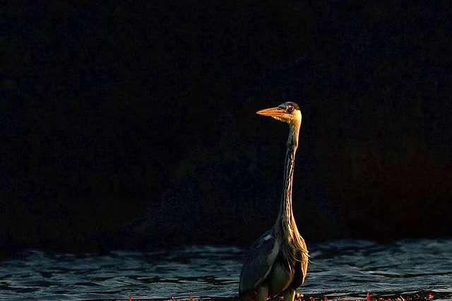 © Dan Eliasson. Sveriges Unga Naturfotografer.