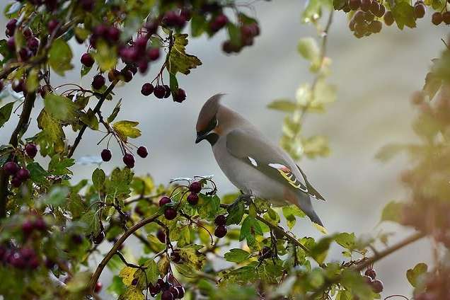 © Dan Eliasson. Sveriges Unga Naturfotografer.