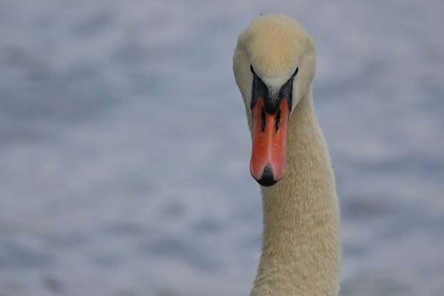 © Dan Eliasson. Sveriges Unga Naturfotografer.