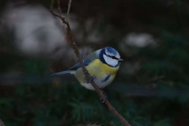 © Dan Eliasson. Sveriges Unga Naturfotografer.