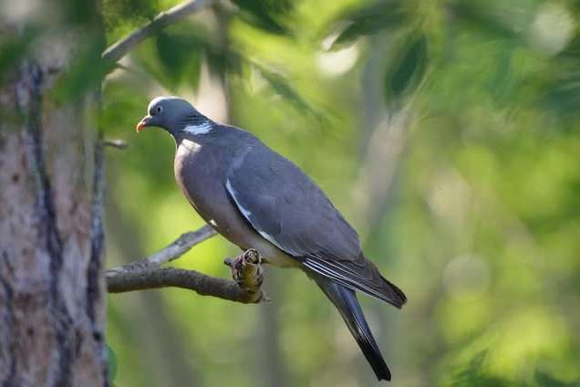 © Dan Eliasson. Sveriges Unga Naturfotografer.
