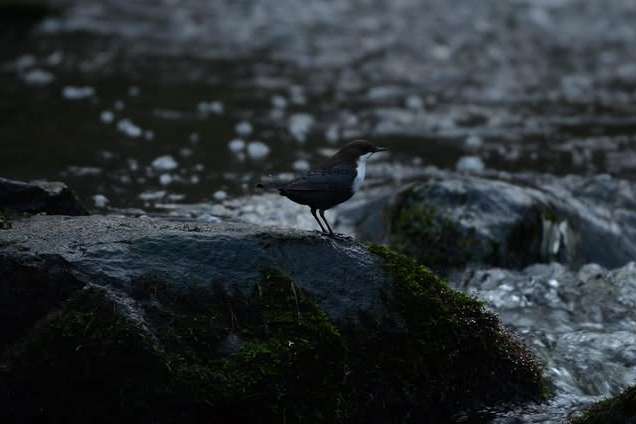 © Dan Eliasson. Sveriges Unga Naturfotografer.