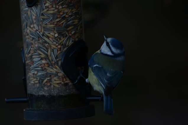 © Dan Eliasson. Sveriges Unga Naturfotografer.