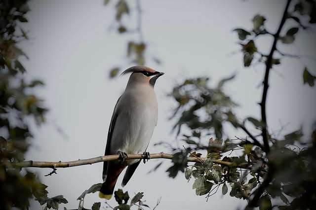 © Dan Eliasson. Sveriges Unga Naturfotografer.