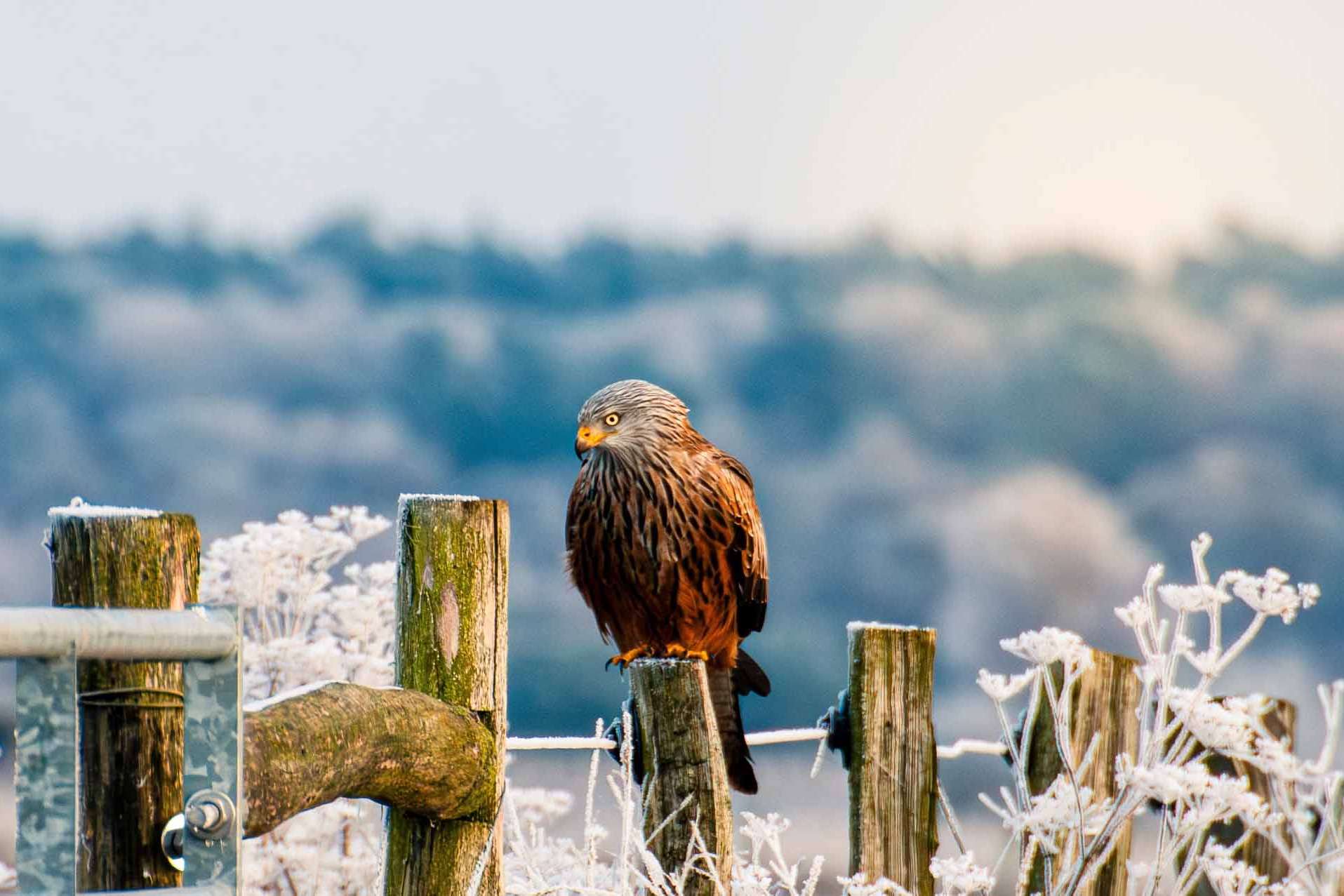 © Michel Fonvad. Sveriges Unga Naturfotografer.