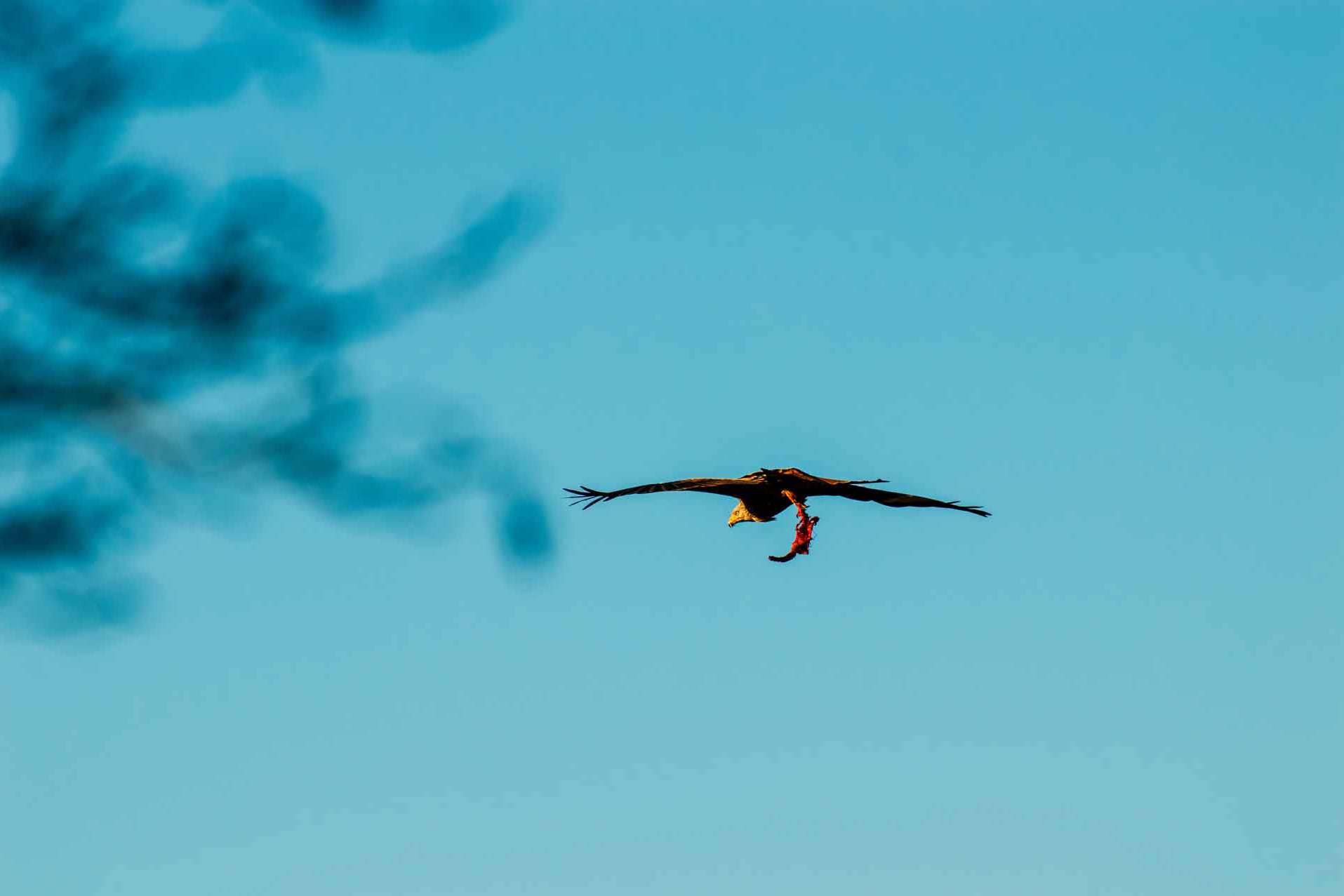 © Michel Fonvad. Sveriges Unga Naturfotografer.