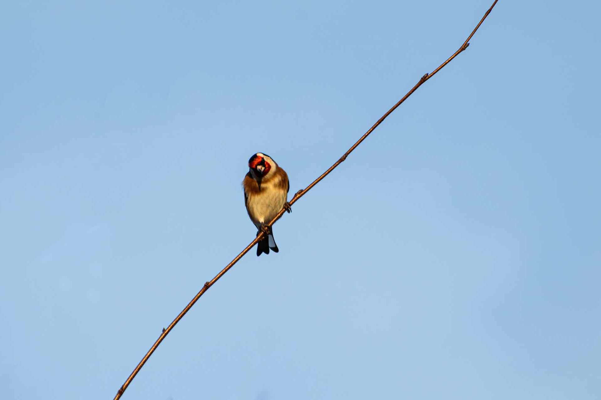© Michel Fonvad. Sveriges Unga Naturfotografer.
