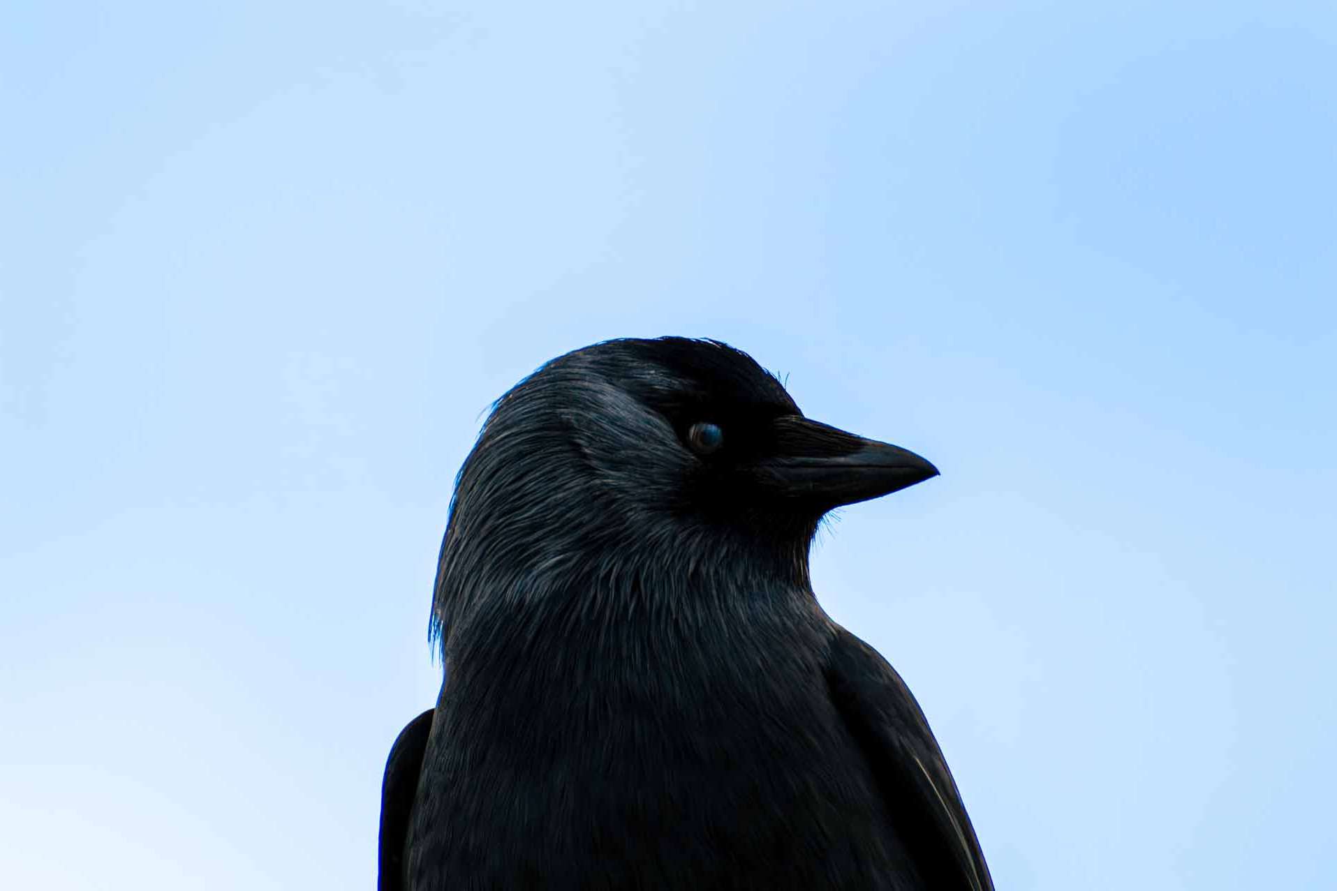 © Michel Fonvad. Sveriges Unga Naturfotografer.