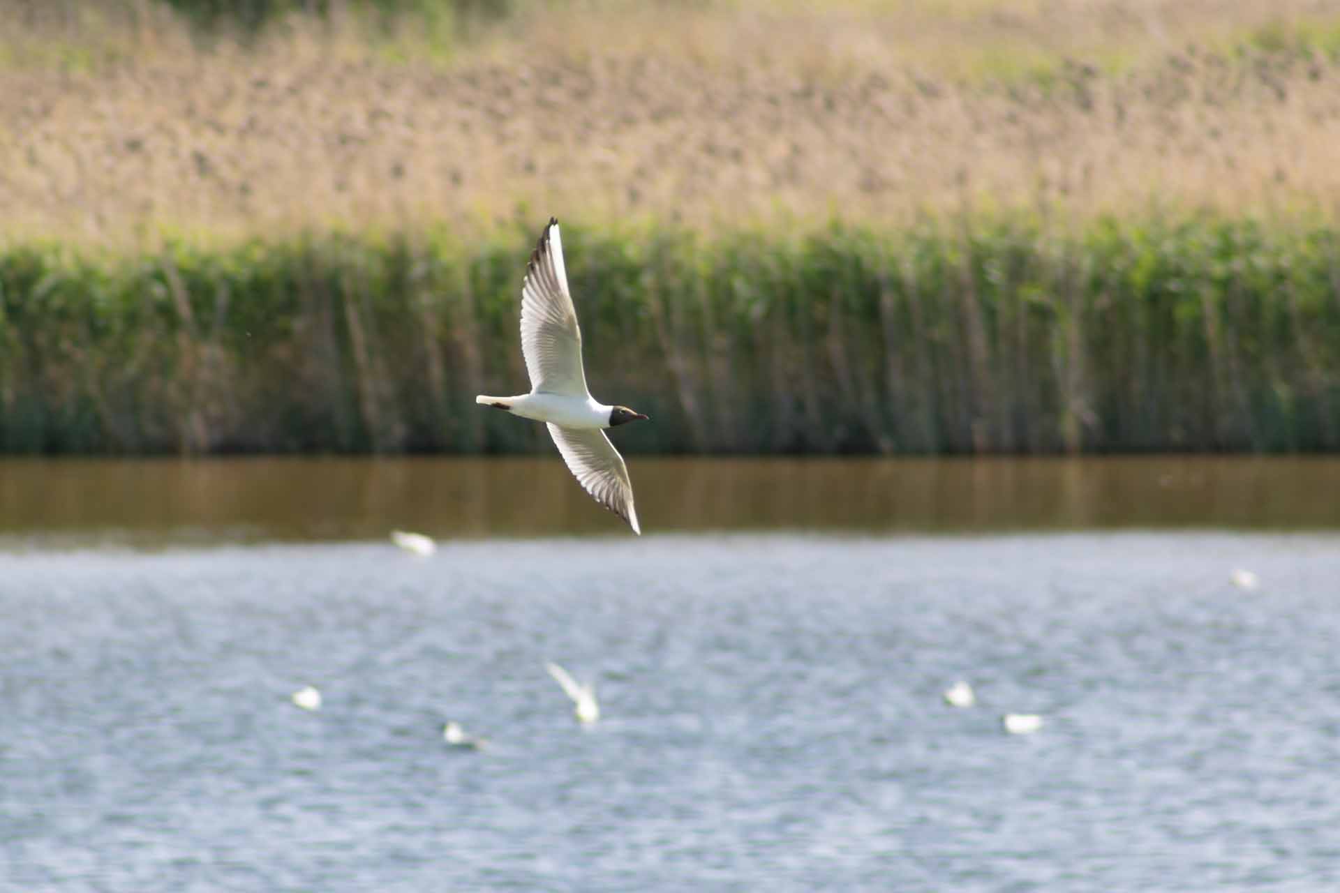 © Daniela Wetter Hagström. Sveriges Unga Naturfotografer.