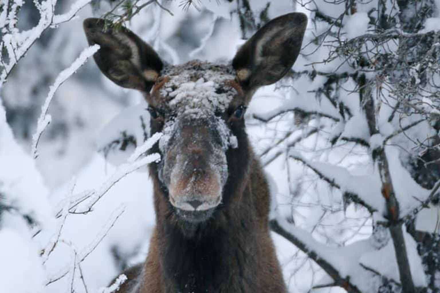 © Daniela Wetter Hagström. Sveriges Unga Naturfotografer.