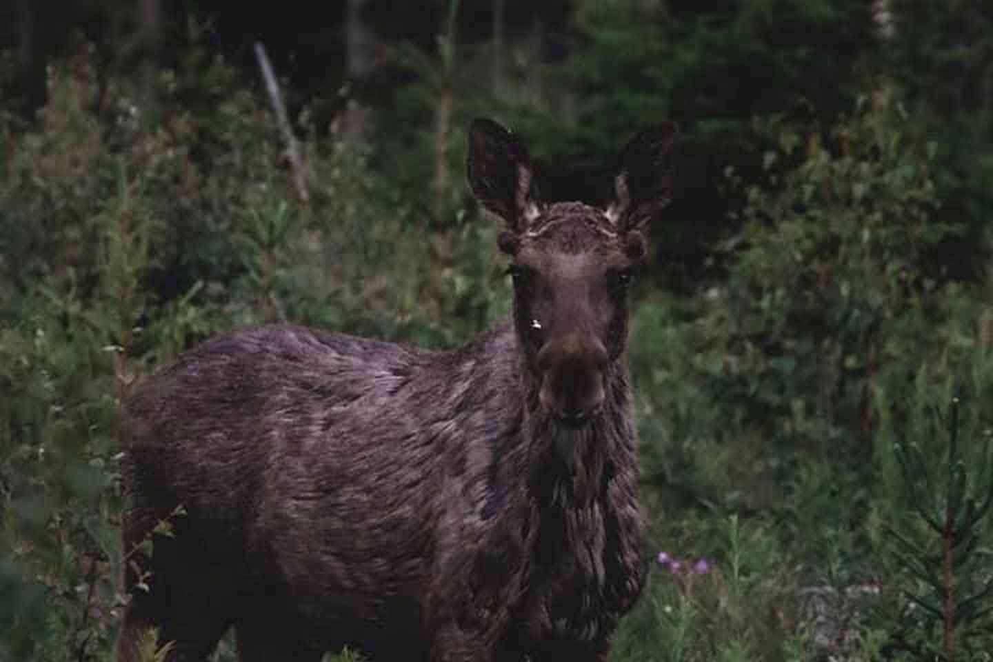 © Daniela Wetter Hagström. Sveriges Unga Naturfotografer.