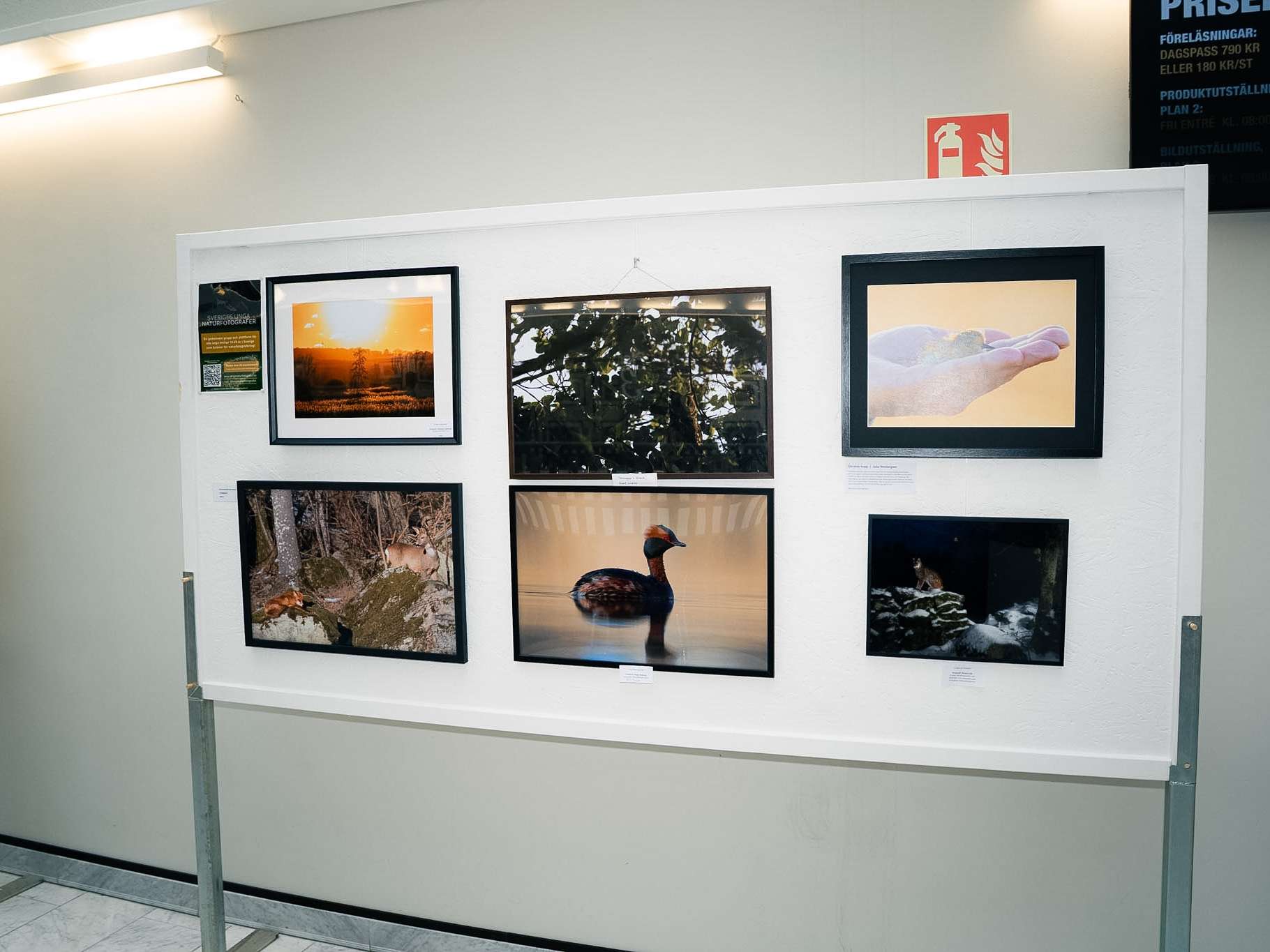 © Theodore Somnim Wallman. Sveriges Unga Naturfotografer.