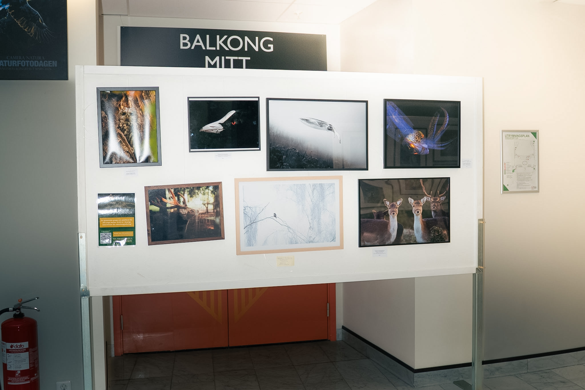 © Theodore Somnim Wallman. Sveriges Unga Naturfotografer.