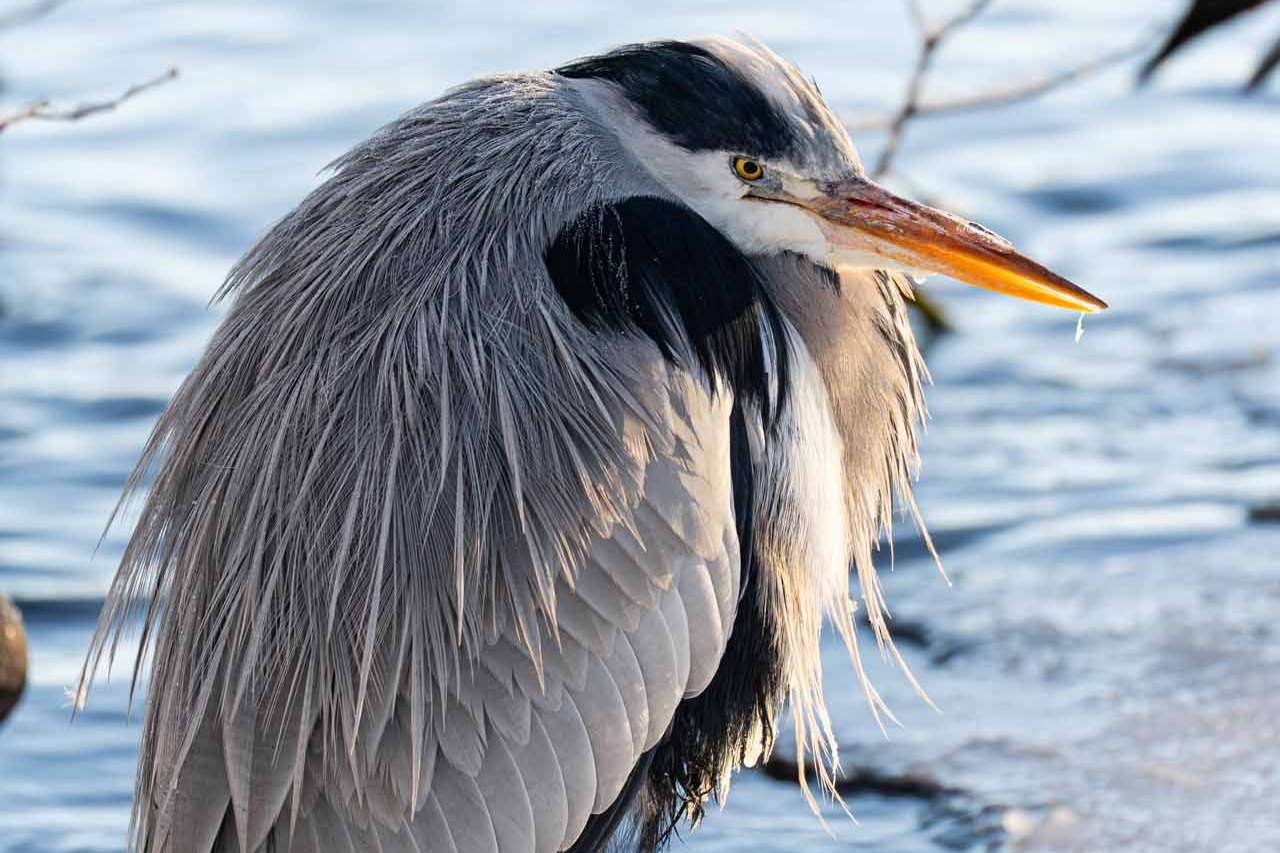 © Lili Chen. Sveriges Unga Naturfotografer.