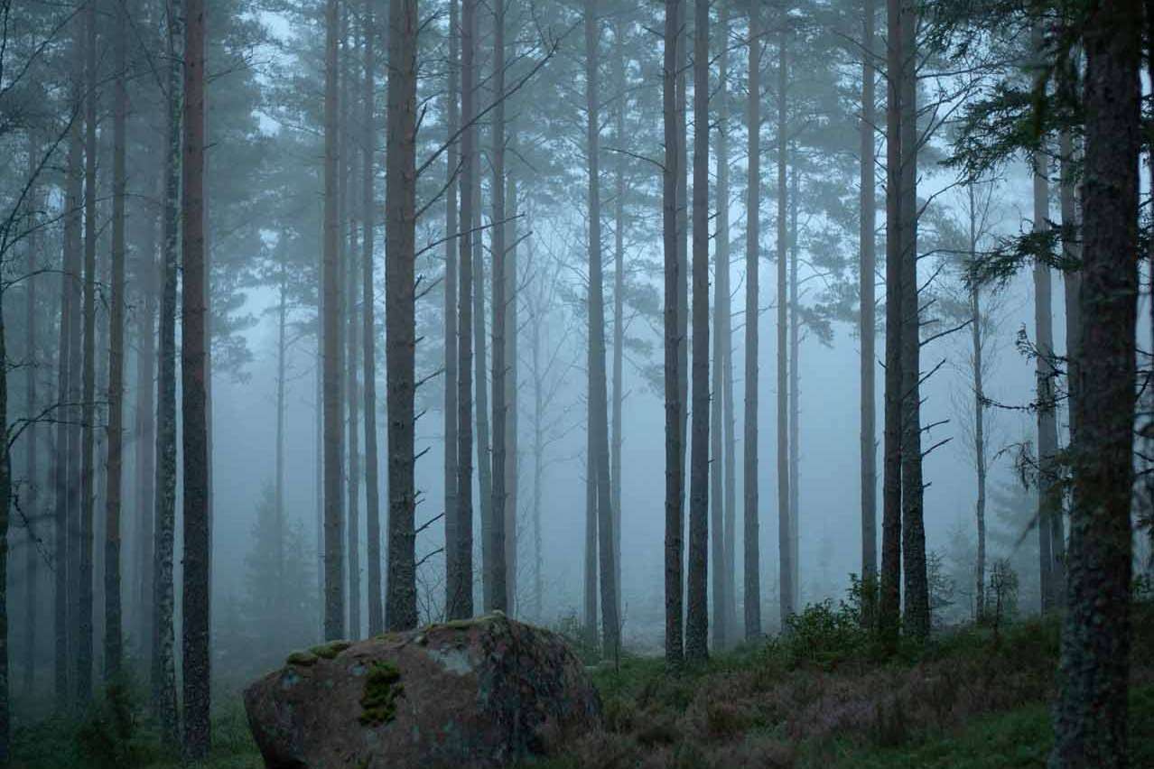 © Noah Bargisen. Sveriges Unga Naturfotografer.