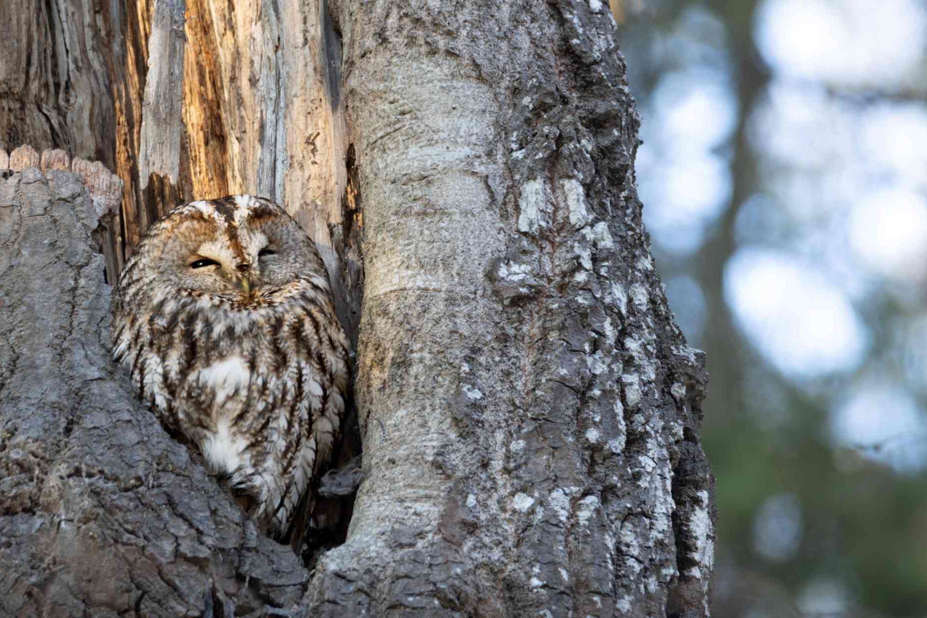 © Theo Andermo. Sveriges Unga Naturfotografer.