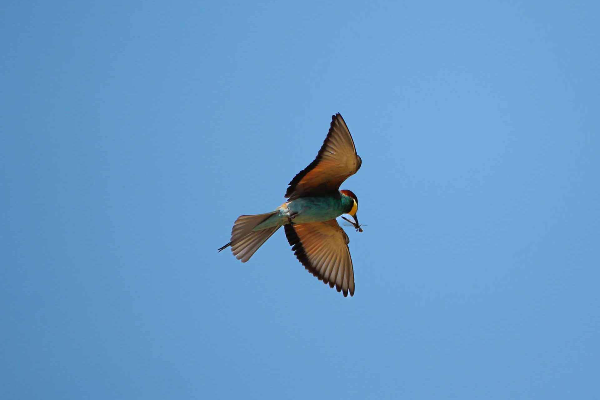 © Noah Bargisen. Sveriges Unga Naturfotografer.