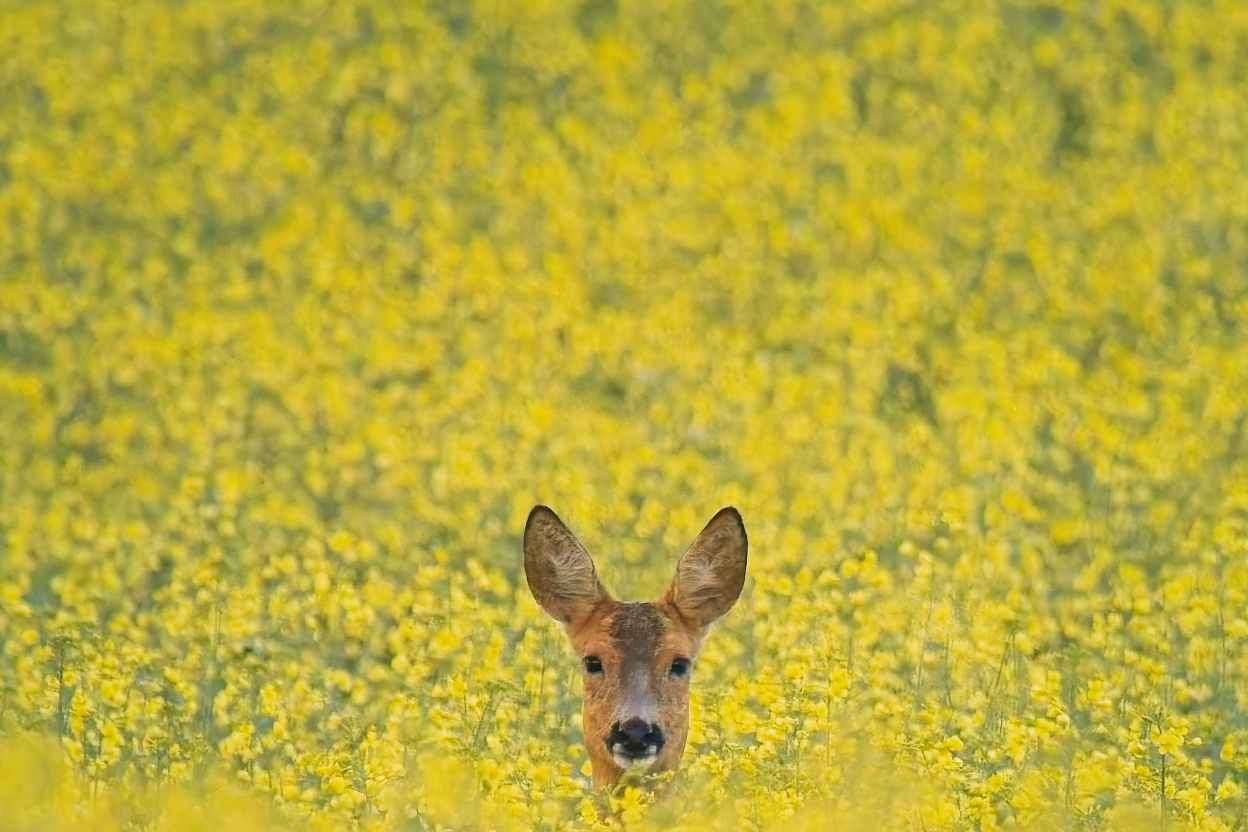 © Theo Andermo. Sveriges Unga Naturfotografer.