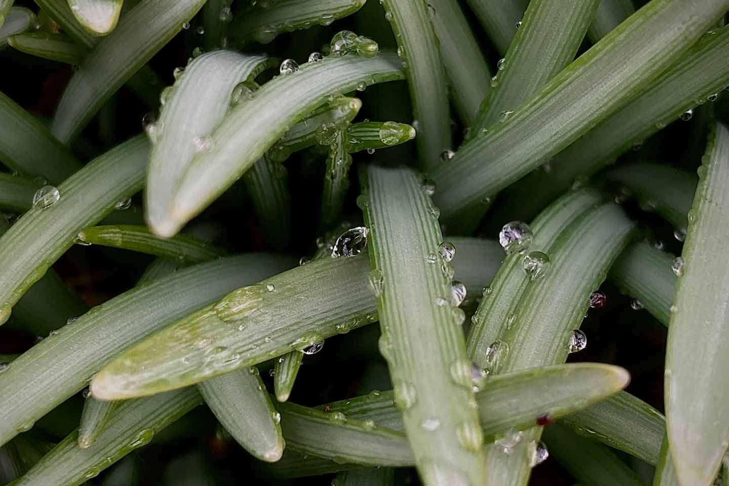 © Ziggy Ohlström. Sveriges Unga Naturfotografer.