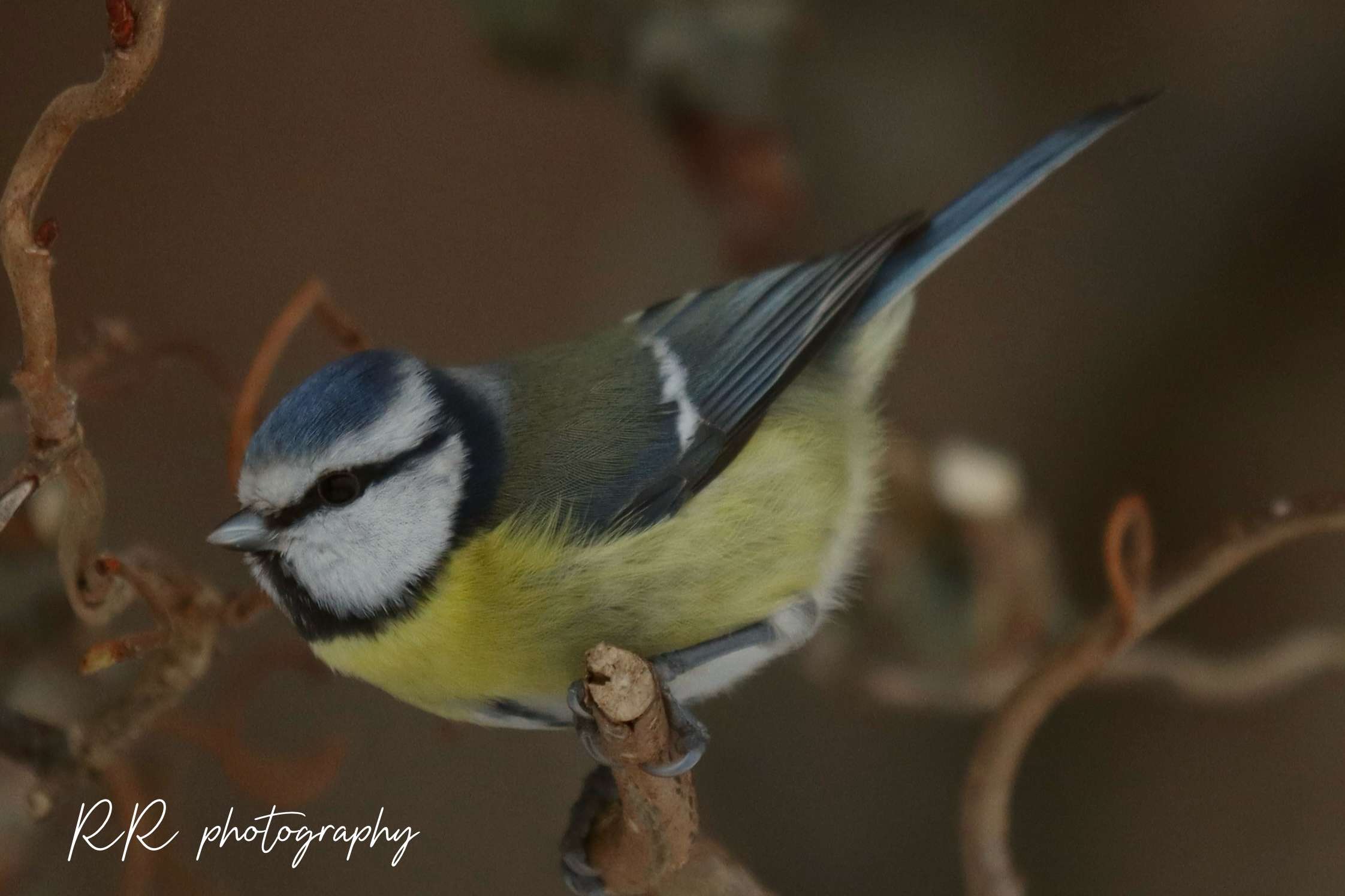 © Rasmus Rosengren. Sveriges Unga Naturfotografer.
